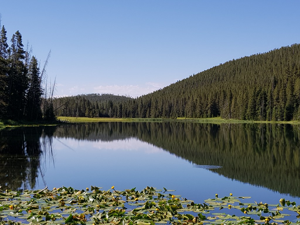 20190715_093916 Beaver Lake, Yellowstone National Park, Wy… Flickr