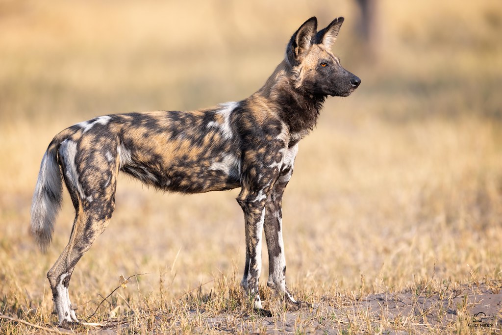 The Perfect Predator Female African Dog (Lycaon pictus) si… Flickr