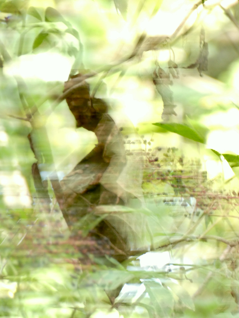 " La lucidité est la blessure la plus rapprochée du soleil… Flickr