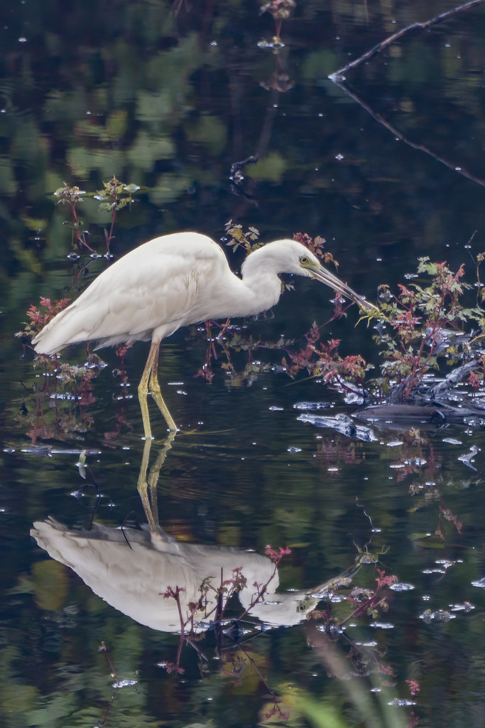 Oak Island NC008 David Pitts Flickr