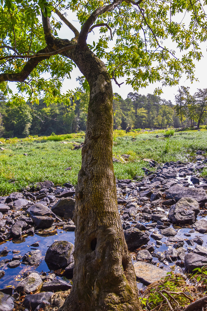 Grassy Haw Haw River, near Pittsboro, North Carolina, USA ε βean