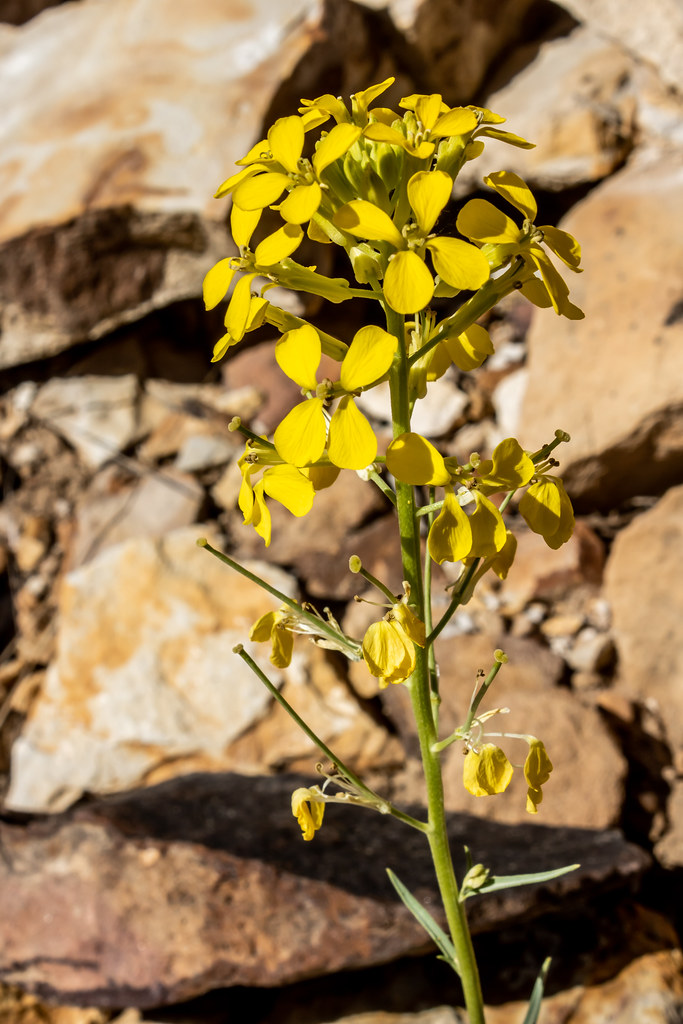 A6785 Picketwire Canyon south of La Junta, Colorado. Petr… Flickr