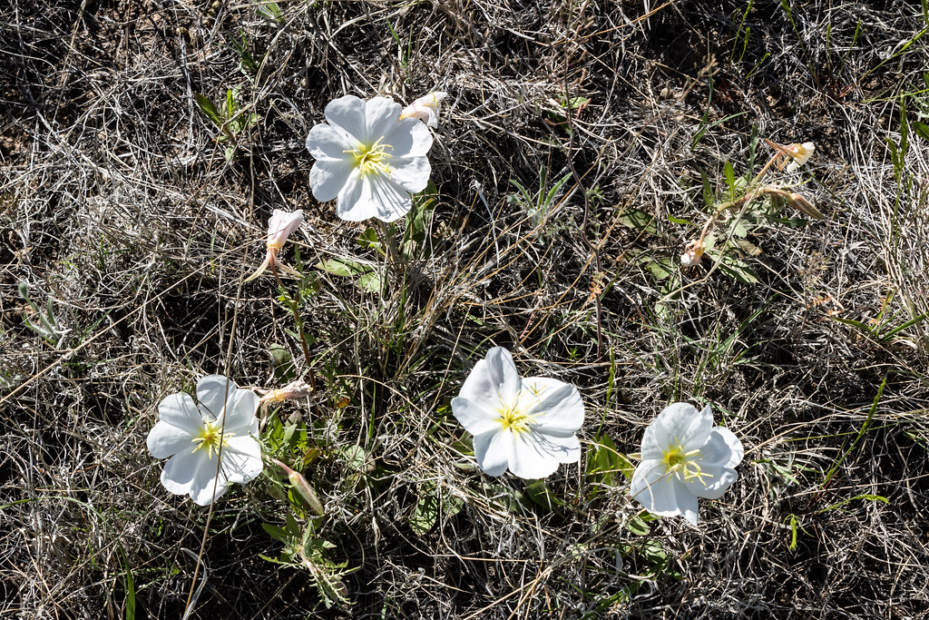 A6779 Picketwire Canyon south of La Junta, Colorado. Petr… Flickr