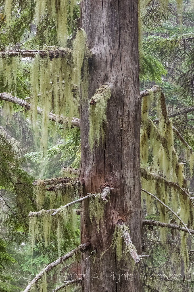 Witch's Hair Lichen in the Goat Rocks Wilderness Witch's H… Flickr