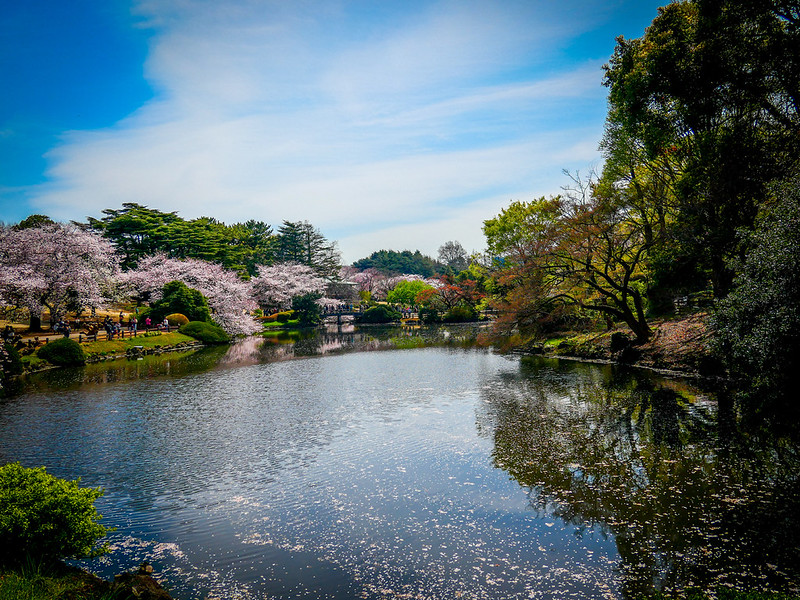 The One about my favorite time to visit Shinjuku Gyoen