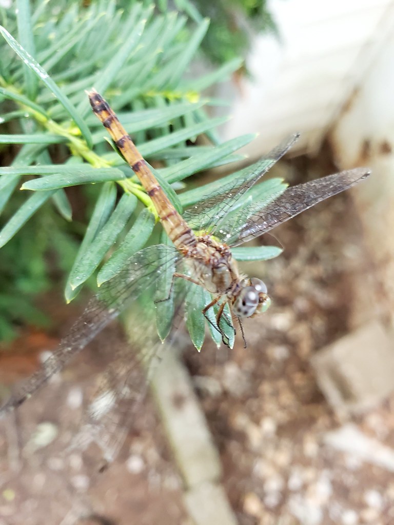 Elevation of Eastbrook Rd, Estill Springs, TN, USA Topographic Map