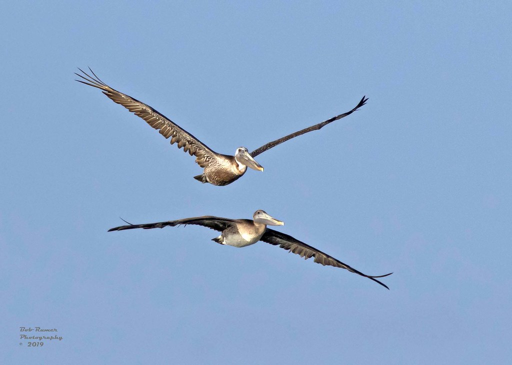 Brown Pelicans. Stone Harbor Point, NJ Many thanks to all … Flickr