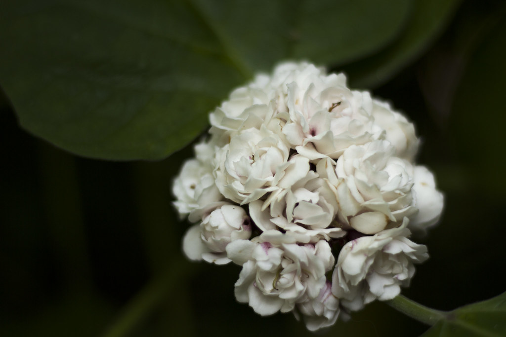 Cashmere Bouquet Clerodendrum philippinum or cashmere bouq… Flickr