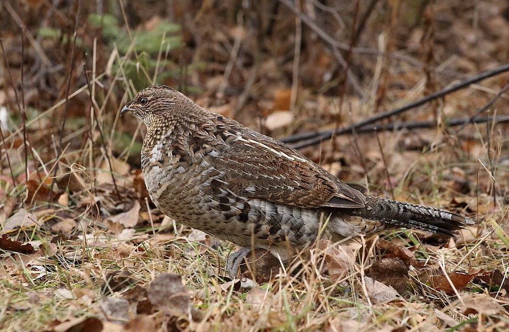 IMG_3157 Gélinotte huppée, SainteHedwidge Bonasa umbellus… Flickr