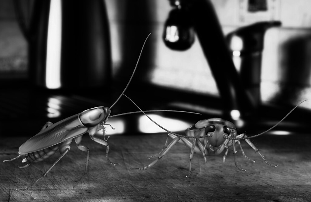 Why Do Cockroaches Come Out at Night? a photo on Flickriver