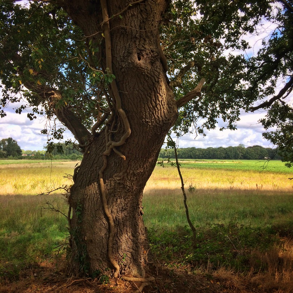 Under The Oak Tree Image Eppla Butrecht Auto