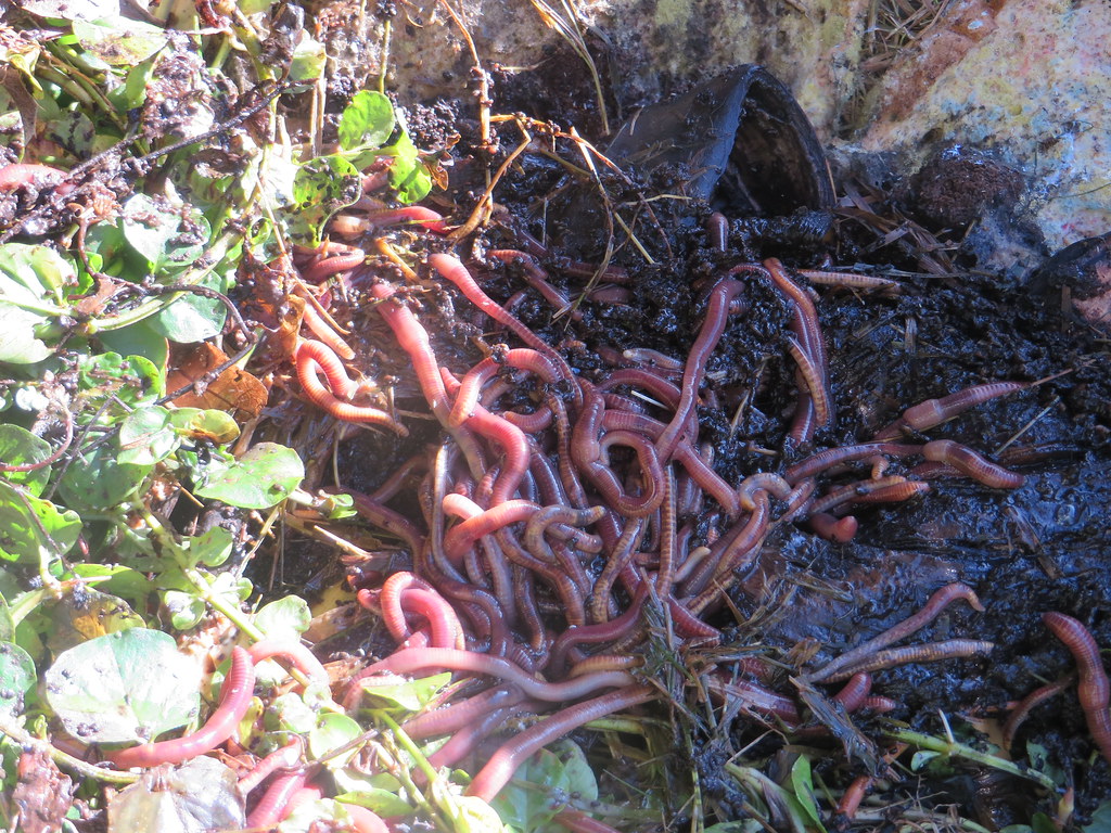 Tiger Worms in the Compost Hedgehog house nearly built… Flickr