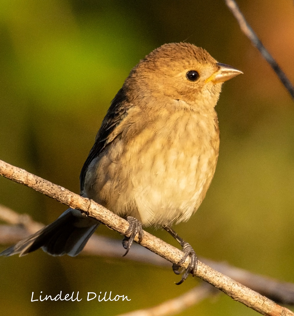Juvenile Painted Bunting This one doesn't have much of a g… Flickr