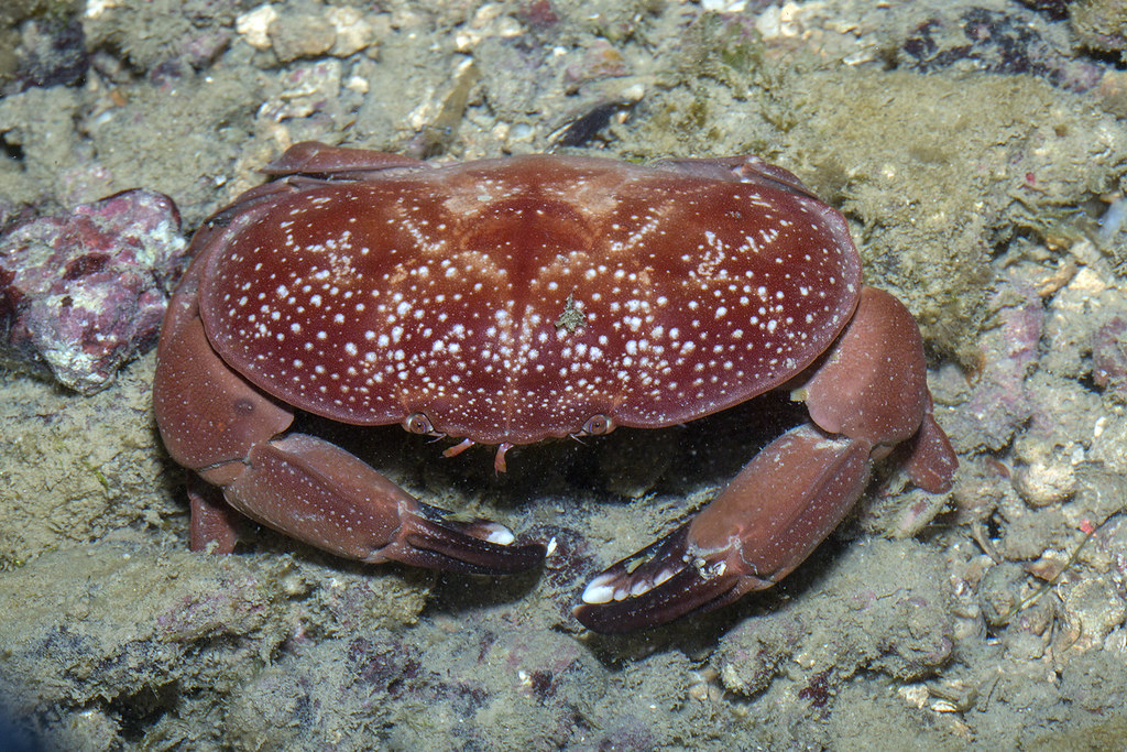 _Z2A2492 red egg crab Atergatis integerrimus, Xanthidae