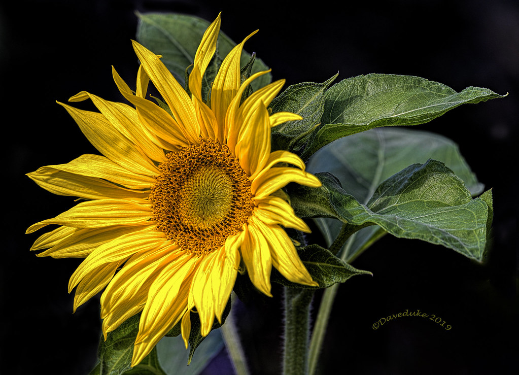 Sunflower at Quarry Bank Mill David Dukesell Flickr