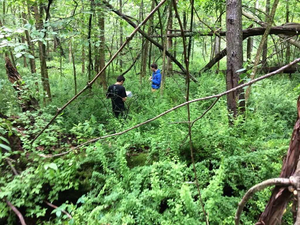 Barberry Michigan Big Woods Forest Global Earth Observatory