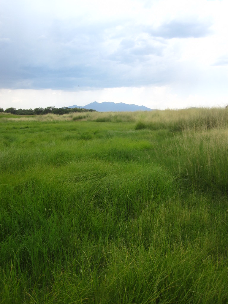 Healthy sacaton flat lining cienega Healthy sacaton flat l… Flickr