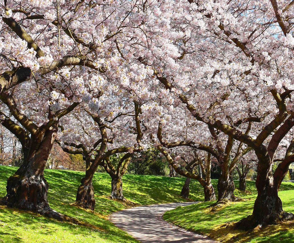 Cherry Blossom Christchurch, New Zealand Stephen Trinder Flickr