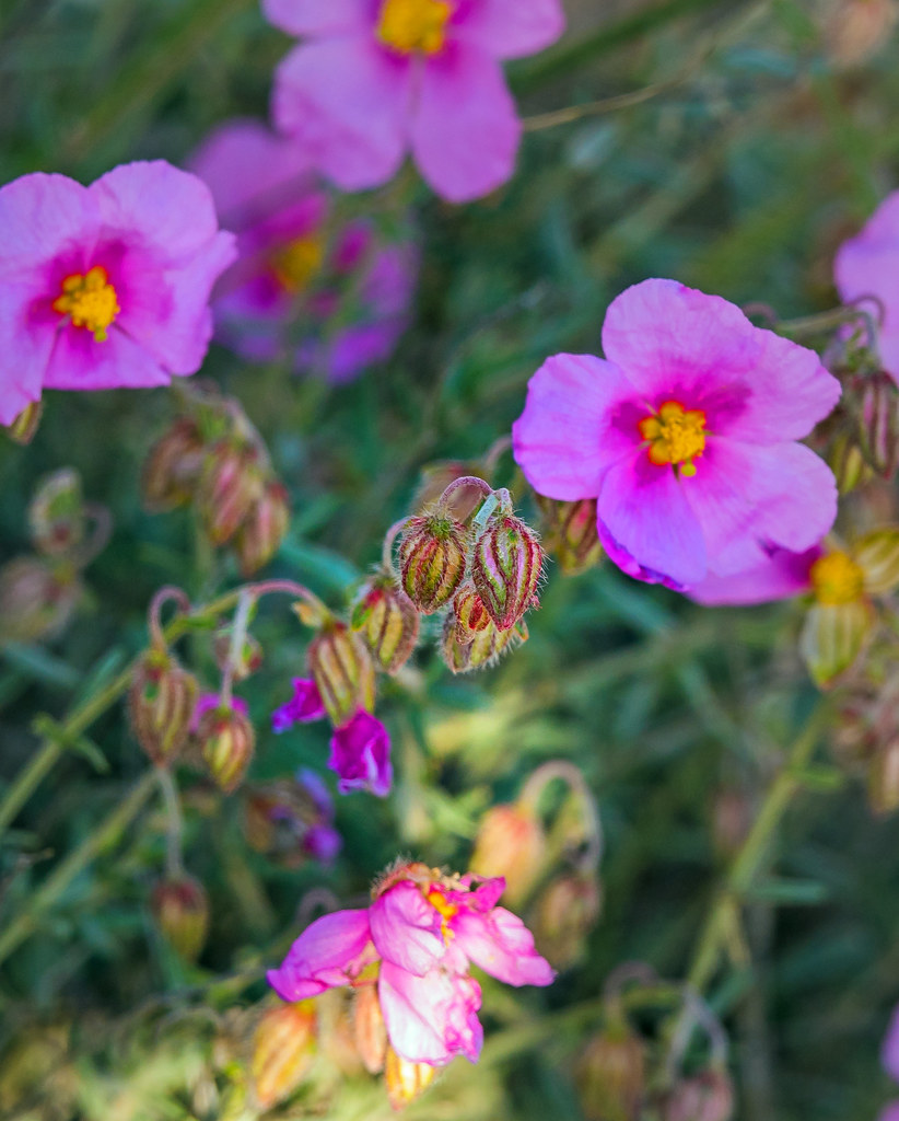 flower Dana nature reserve, jordan flower Dana nature … Flickr