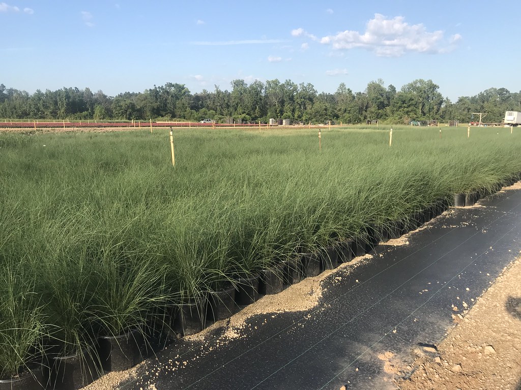 Hackney Nursery September 19th Flickr