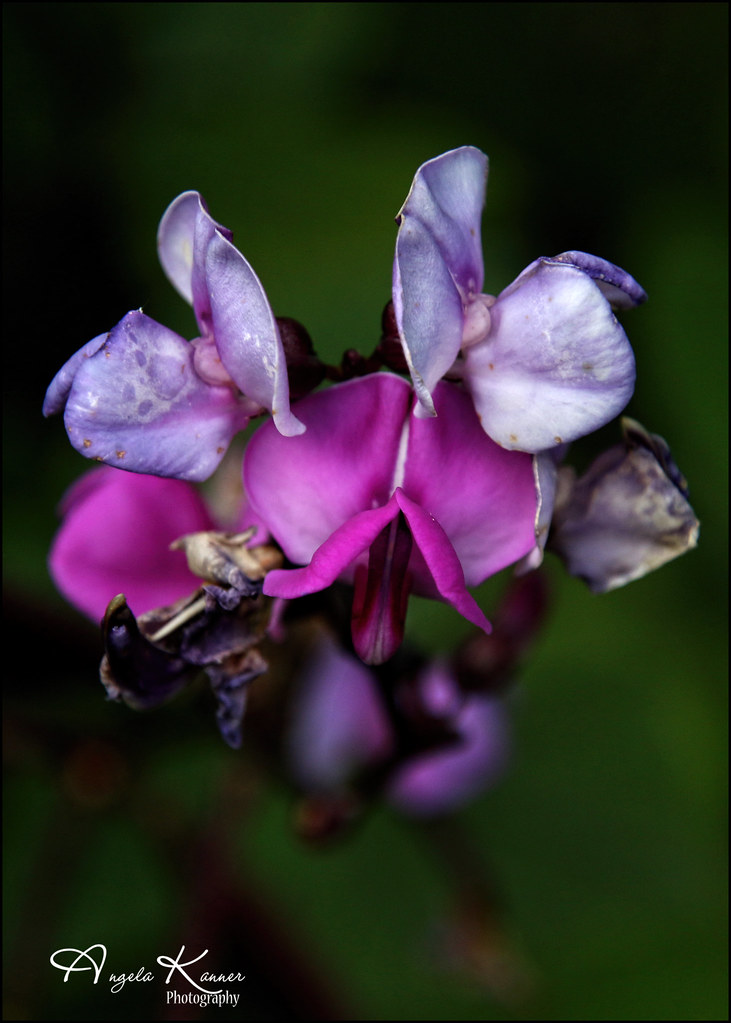 Hyacinth Bean Vine Flowers... from my garden... angela kanner Flickr