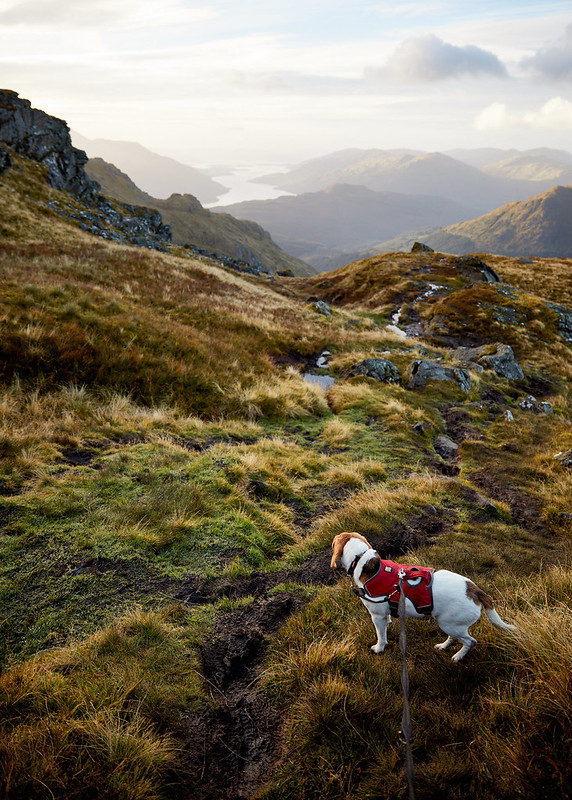 Driveby woofings and the other Ben Vorlich Life with Beanie's Beagle
