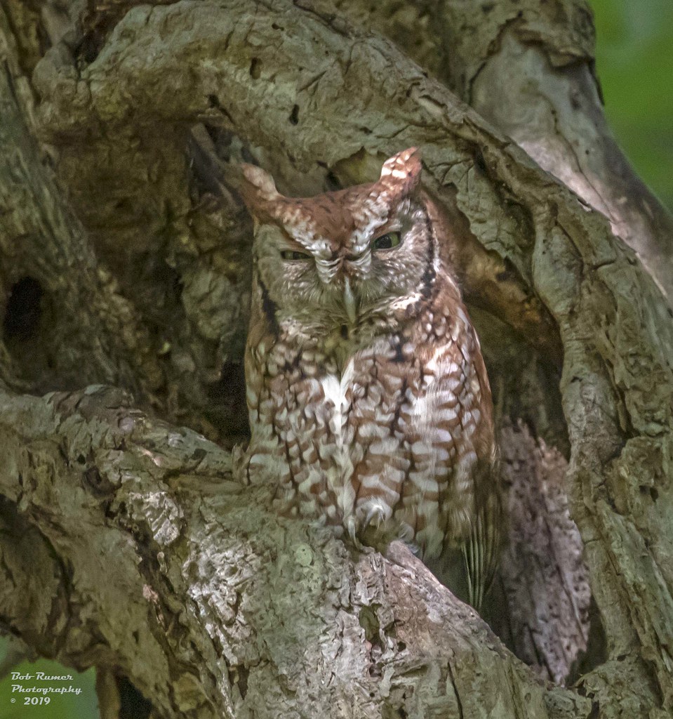 Eastern Screech Owl Fort Washington State Park Pa. Many th… Flickr