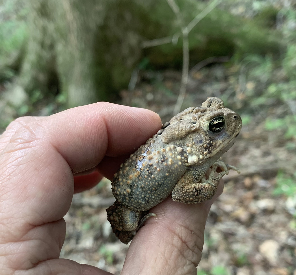 Northwest River State Park Toad Tony Alter Flickr