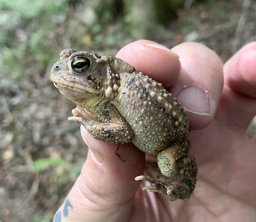 Northwest River State Park Toad Tony Alter Flickr