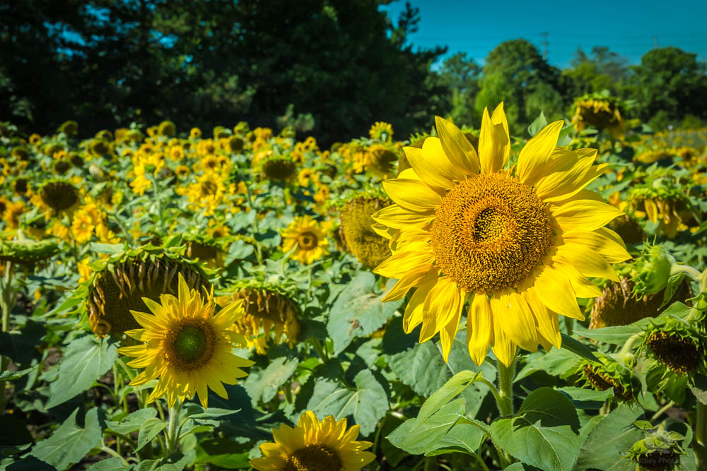 Sunflowers Sunflowers Lakeview Village Mississauga Ontario… Flickr