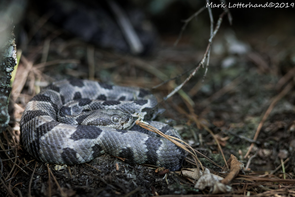 Baby Timber Rattlesnake A rare sight in NH Mark Lotterhand Flickr