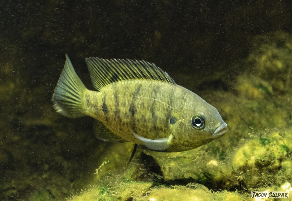 Mozambique Tilapia (Oreochromis mossambicus) juvenile in s… Flickr