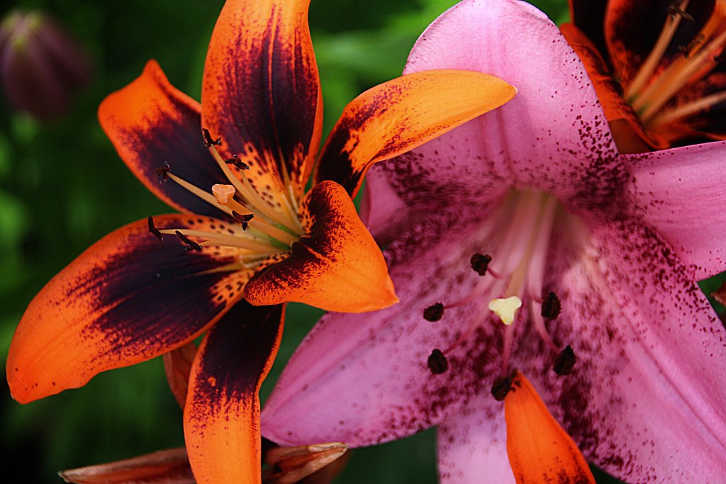 Brampton Ontario Canada Alderlea Mansion Garden Flo… Flickr