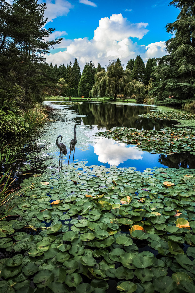 Zen Garden with Lotus Pond Vandusen Botanical Garden in Vancouver BC Canada a photo on Flickriver