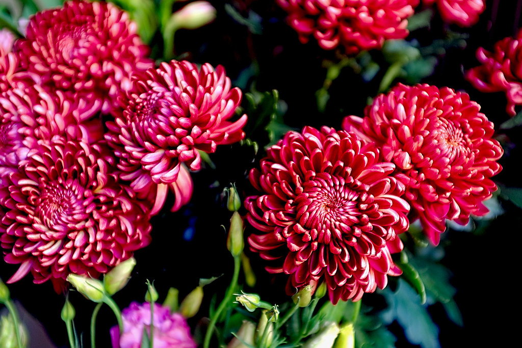 Chrysanthemum King Crisantemo granate Fnikos Flickr