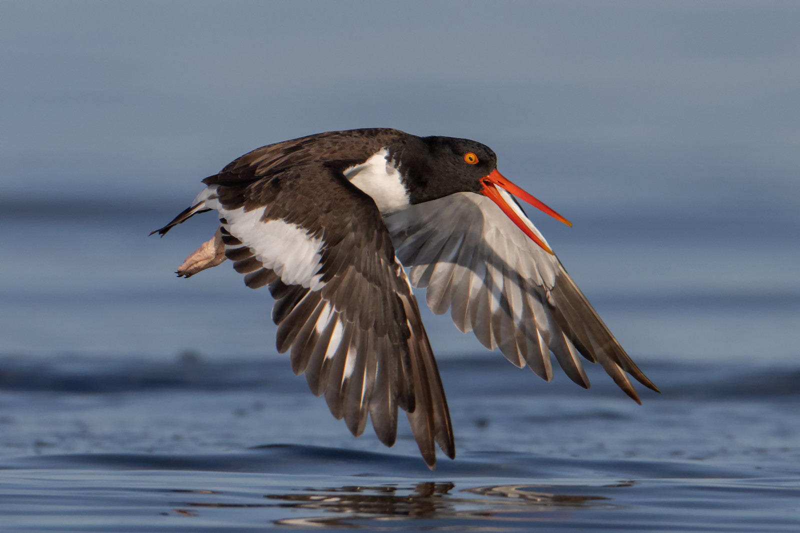 Oyster catchers in flight FM Forums