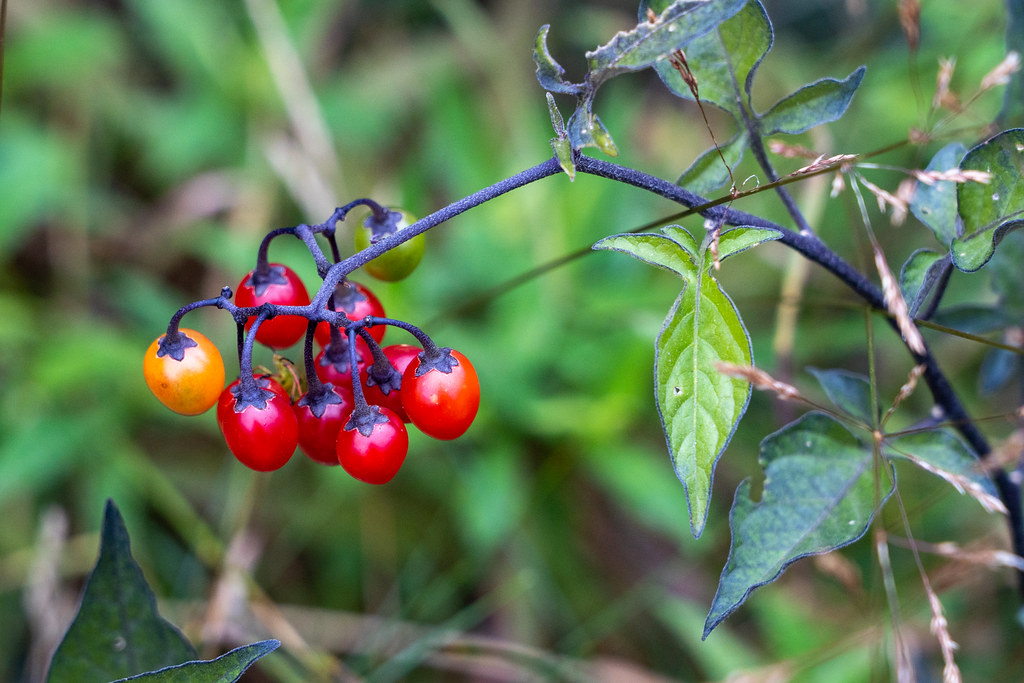 Nightshade "tomatoes" rjcox Flickr