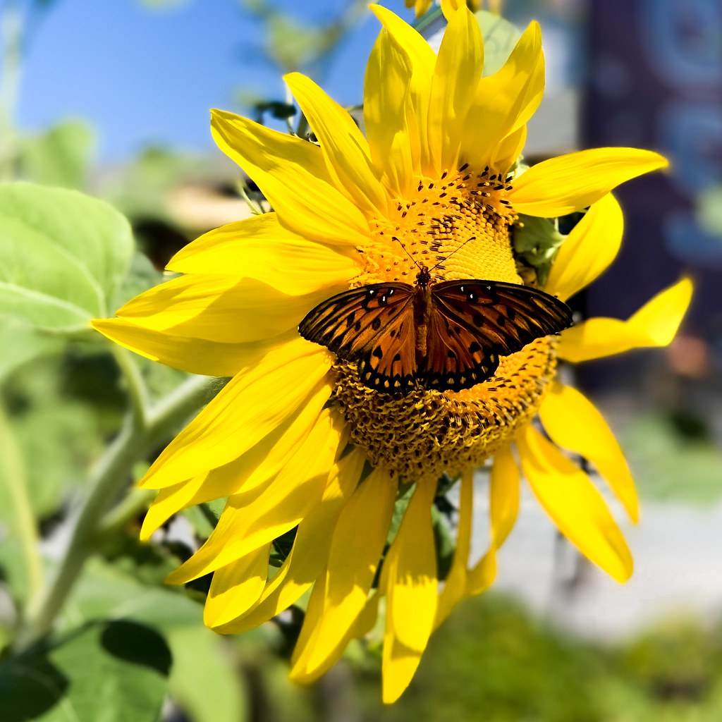 Surf City 2019 Jared Cherup Flickr