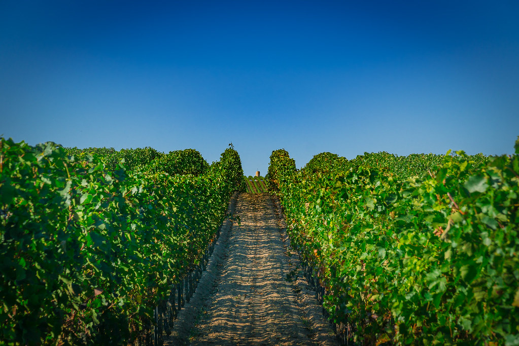 Palatinate Wine Winery in Freinsheim, Palatinate, Germany Oliver