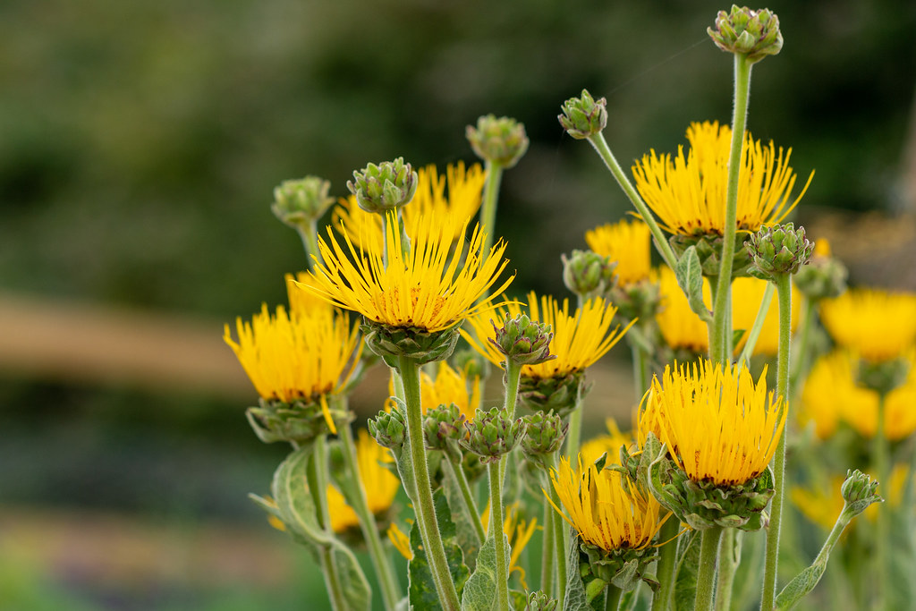 Yellow Herbs Yellow flowers in the herb garden at Stanwick… Flickr