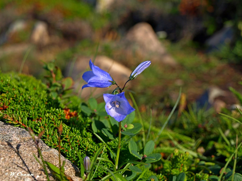 Newfoundland Bonavista blue flower Blue flower Wayne the sailor