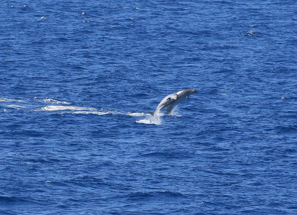 Bottlenose dolphins Bay of Biscay Martin Batt Flickr