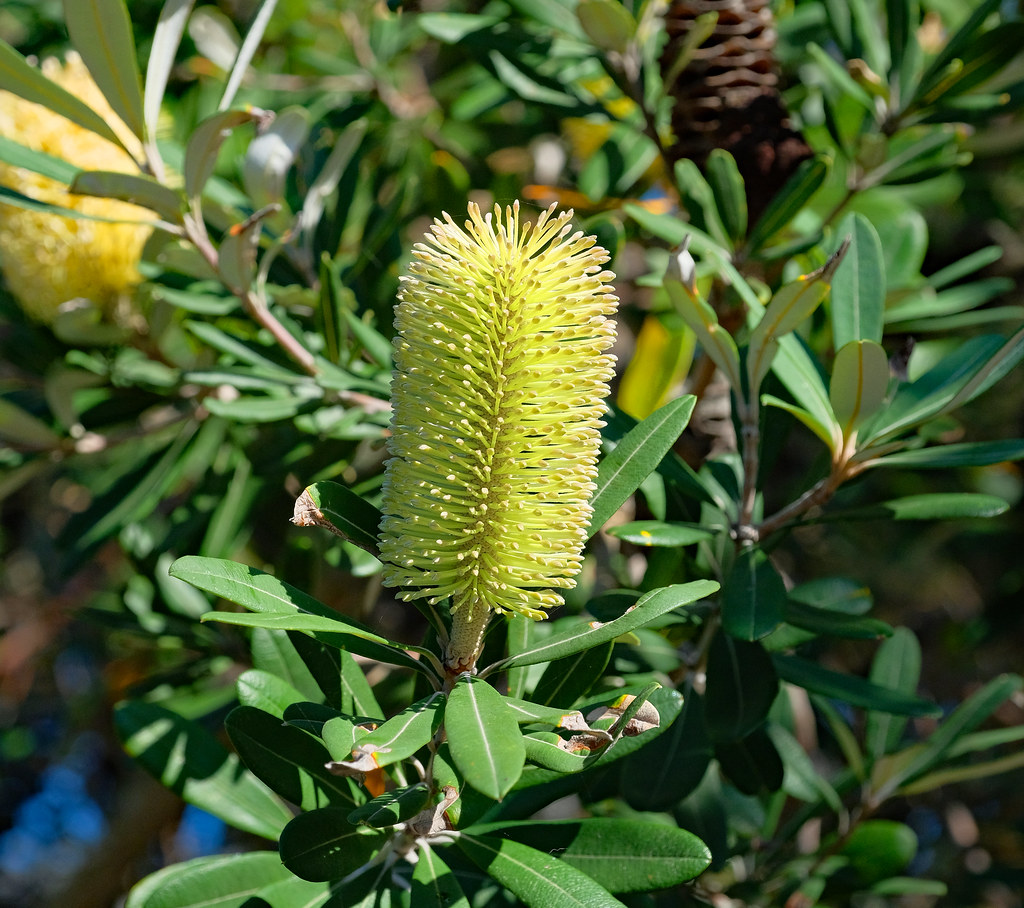 Australian Native Banksia flower, Newcastle East, New Sout… Flickr