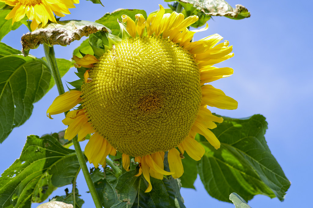 flower Richard Flickr