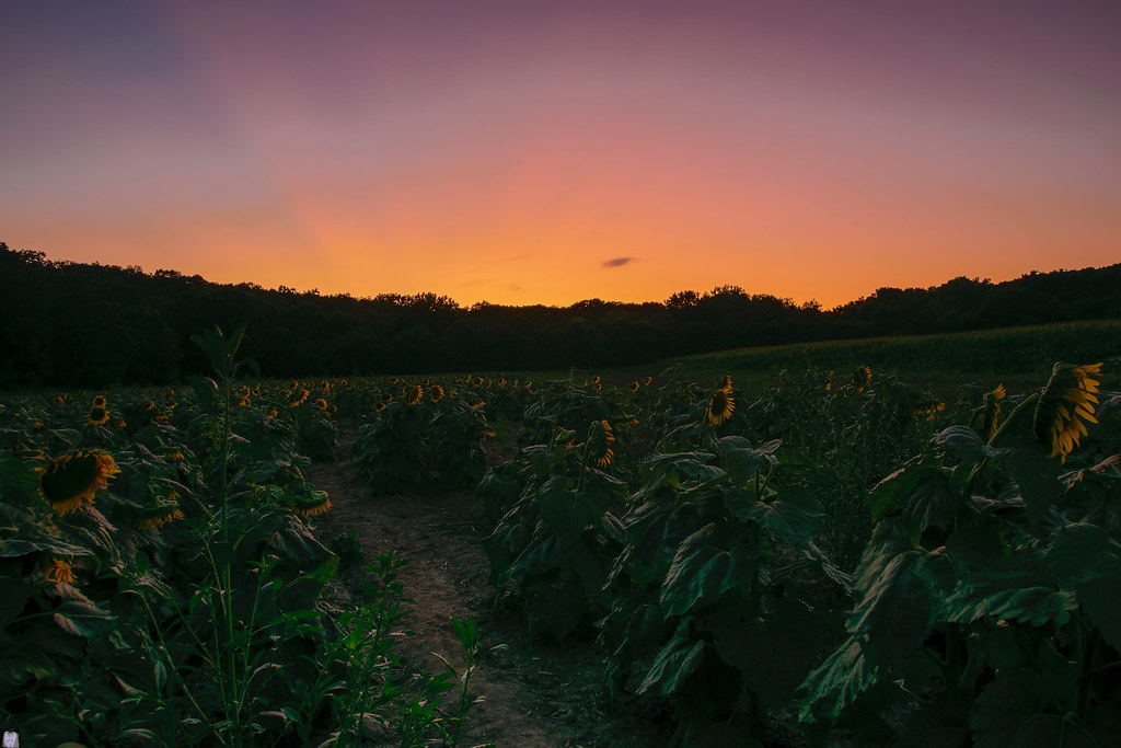 Jubilee sunflowers orange sky My Annual visit to a sunflow… Flickr