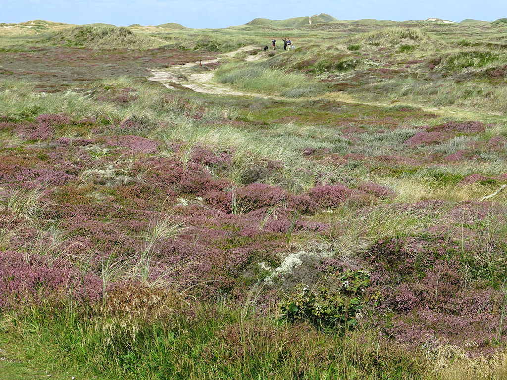 on the dune heath trail National Park Thy, Denmark Flickr