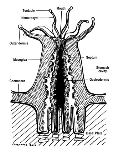 Coral Reefs: Essential Ecosystems on Guam - Guampedia