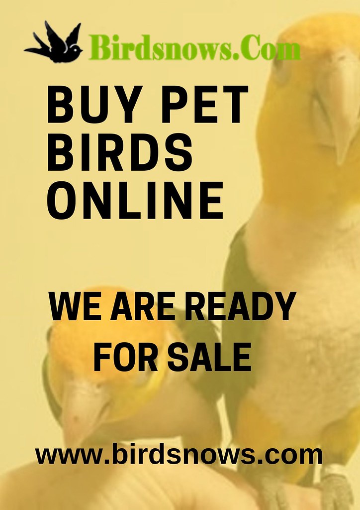 Buy Pet Birds Online at Fewer prices in California Flickr