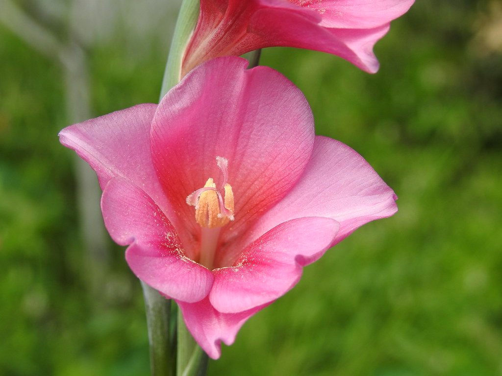 Wild Gladiolus Scientific Name Gladiolus caryophyllaceus