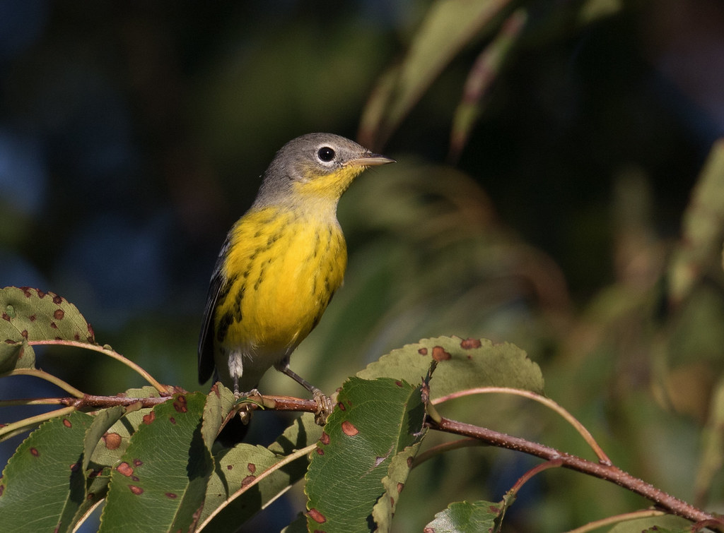 Magnolia WarblerHarford Co., MD 9/26/19 Perryman ParkPer… Flickr